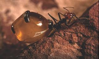 世界上最大的蚂蚁 体型特小的蚂蚁